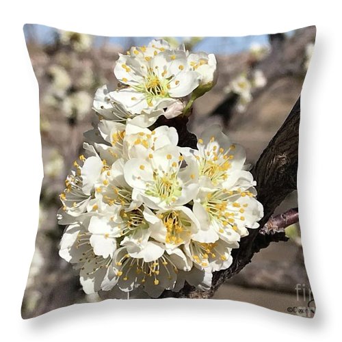 Apricot Blossoms - Throw Pillow