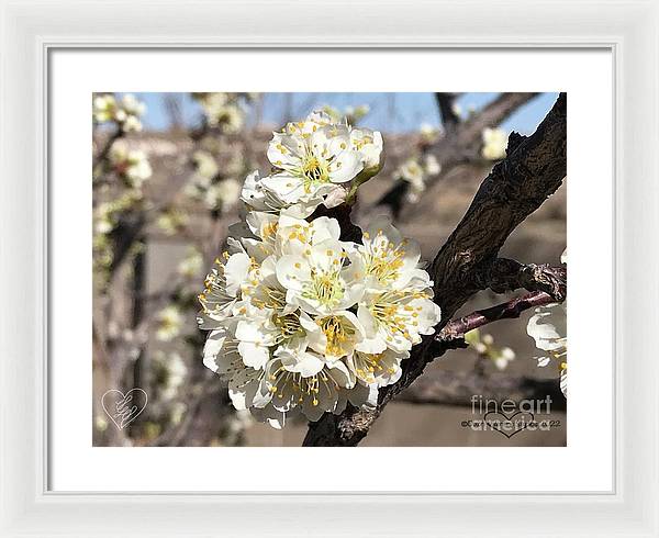 Apricot Blossoms - Framed Print