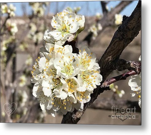 Apricot Blossoms - Metal Print