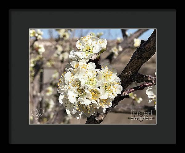 Apricot Blossoms - Framed Print