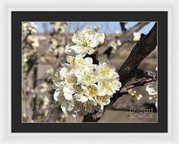 Apricot Blossoms - Framed Print