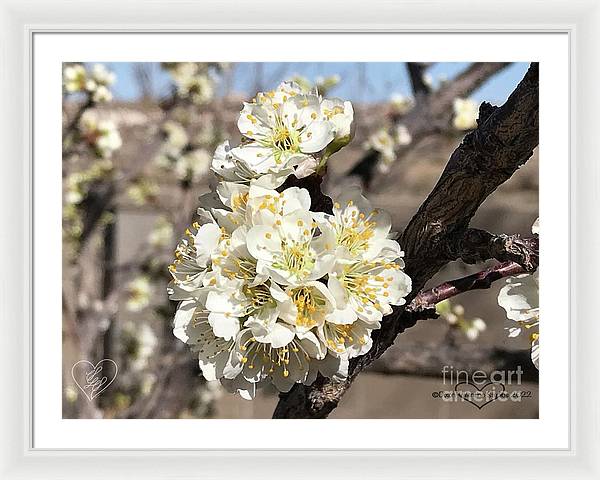 Apricot Blossoms - Framed Print