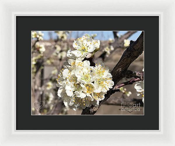 Apricot Blossoms - Framed Print