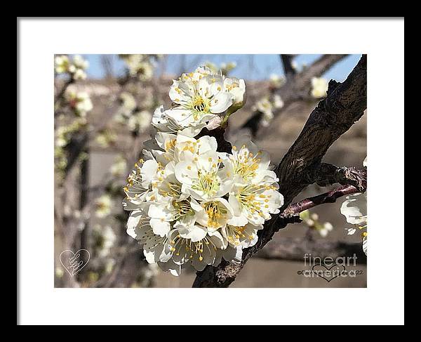 Apricot Blossoms - Framed Print