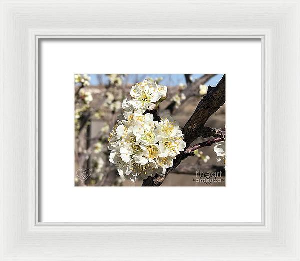 Apricot Blossoms - Framed Print