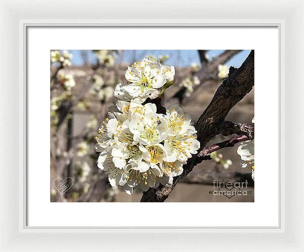 Apricot Blossoms - Framed Print