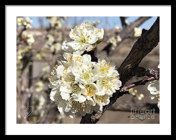 Apricot Blossoms - Framed Print