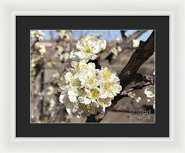 Apricot Blossoms - Framed Print