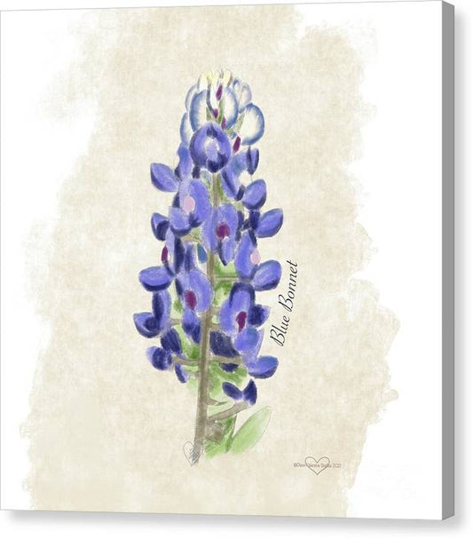 Blue Bonnet - Canvas Print