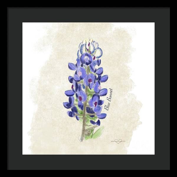 Blue Bonnet - Framed Print