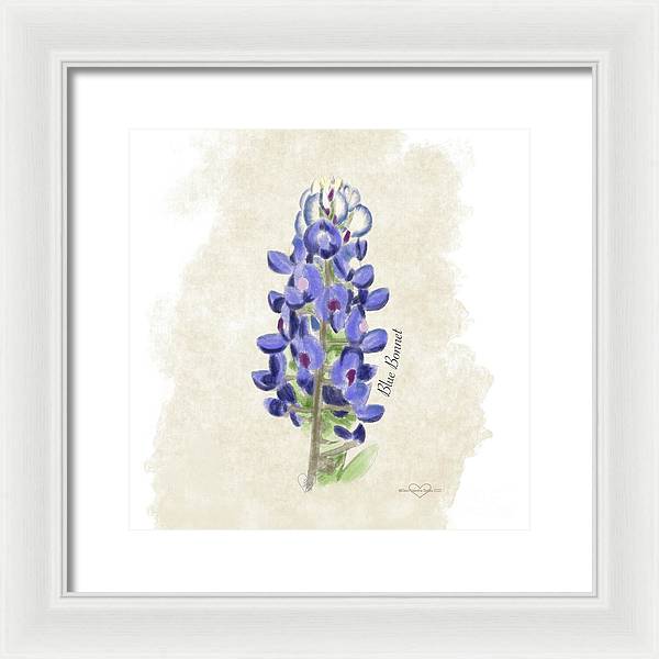 Blue Bonnet - Framed Print