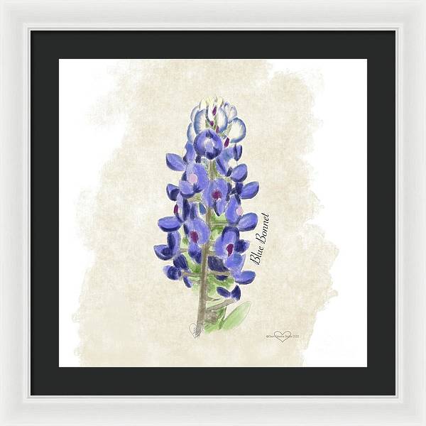 Blue Bonnet - Framed Print