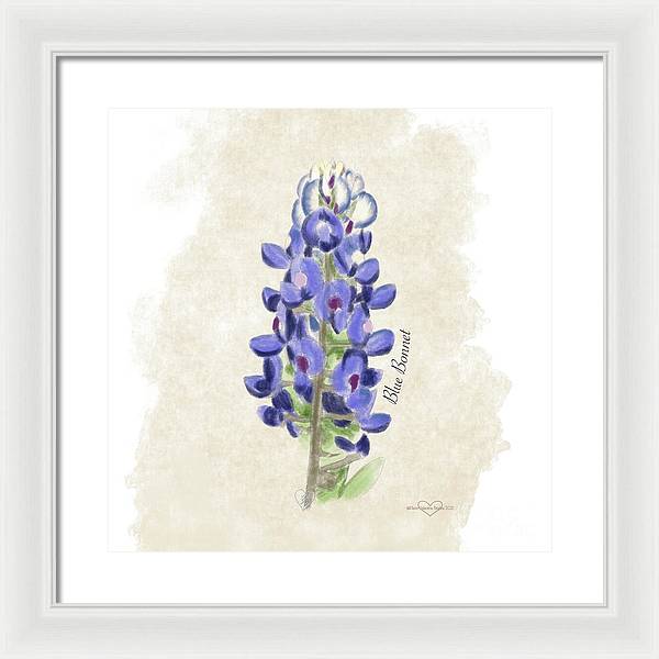 Blue Bonnet - Framed Print