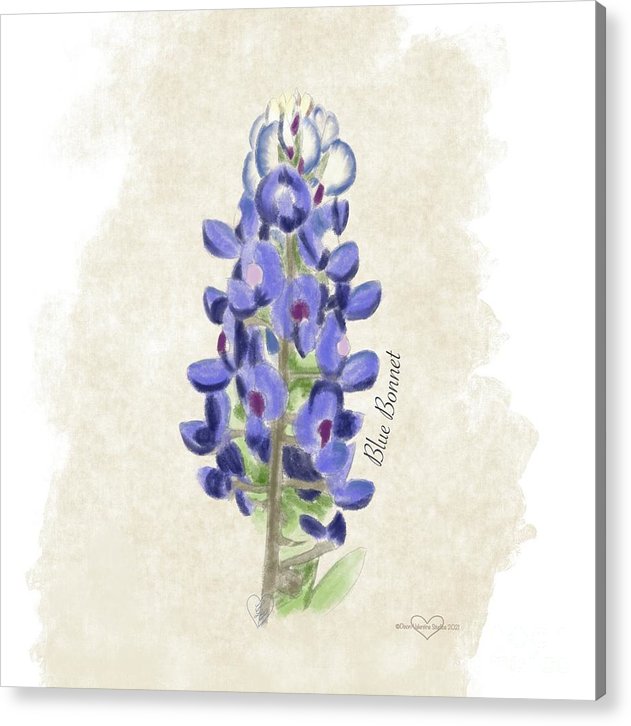 Blue Bonnet - Acrylic Print