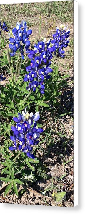 Bluebonnets - Canvas Print