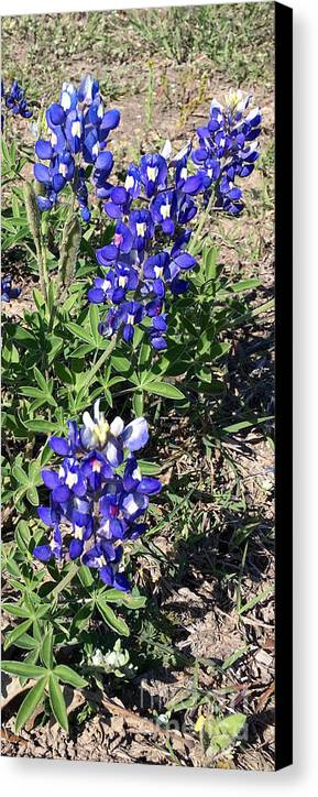 Bluebonnets - Canvas Print