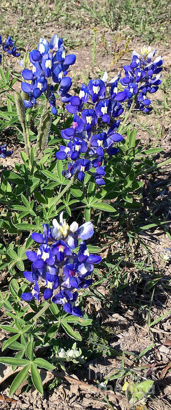 Bluebonnets - Art Print