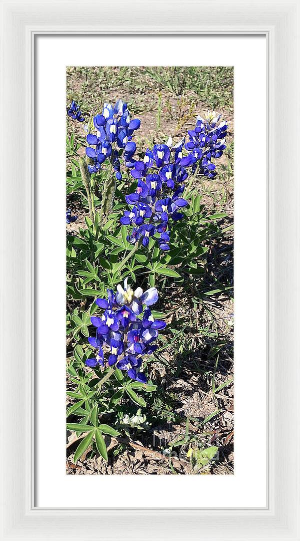 Bluebonnets - Framed Print