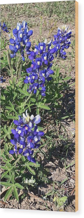 Bluebonnets - Wood Print