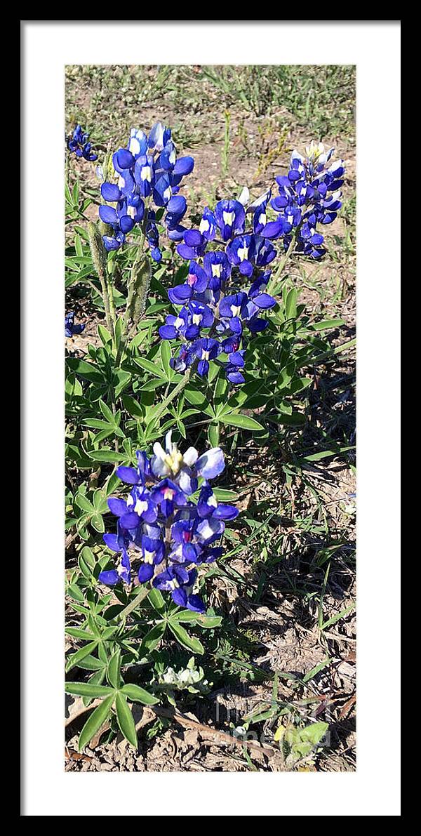 Bluebonnets - Framed Print