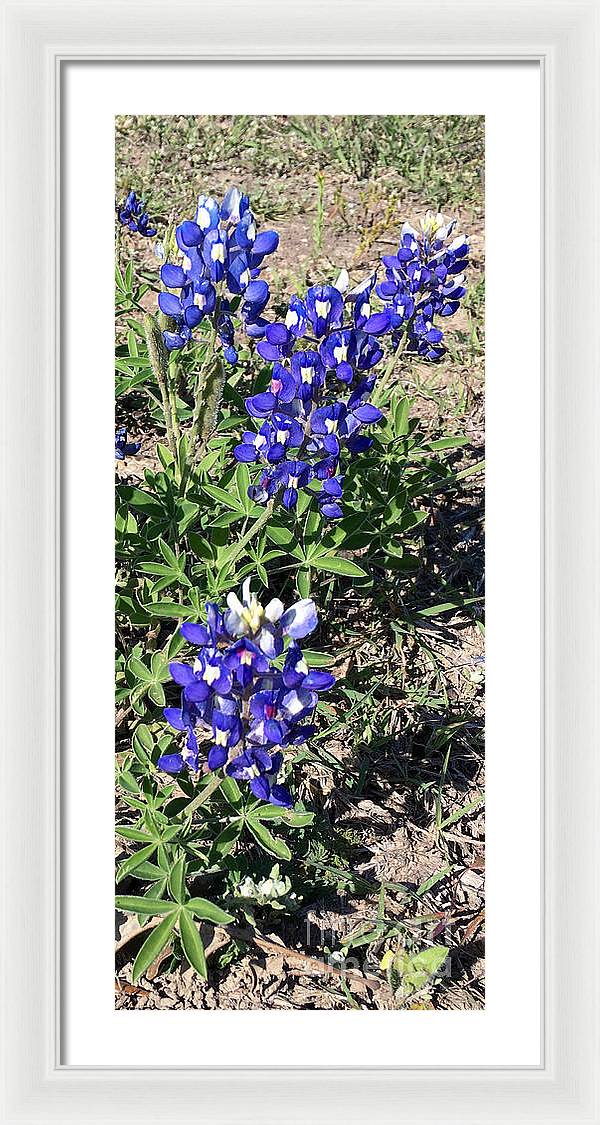 Bluebonnets - Framed Print