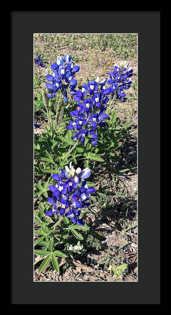 Bluebonnets - Framed Print