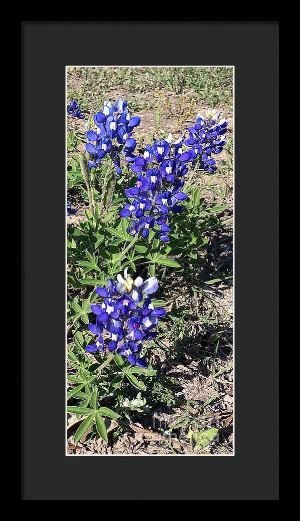 Bluebonnets - Framed Print