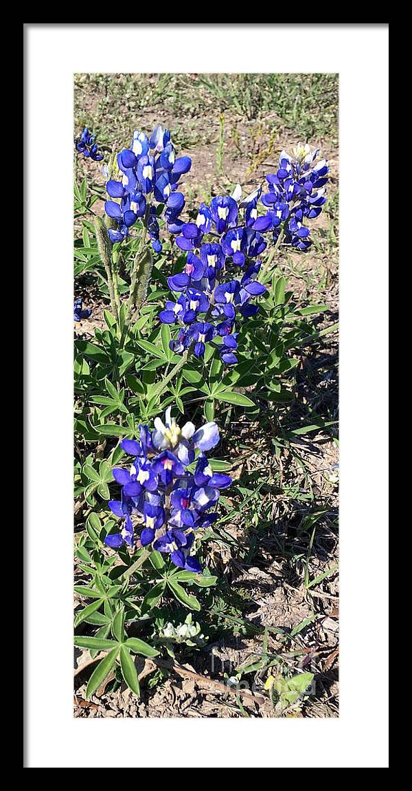 Bluebonnets - Framed Print