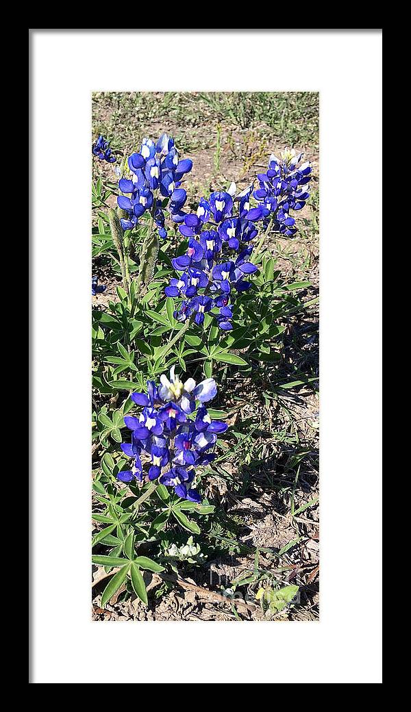 Bluebonnets - Framed Print