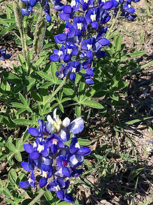 Bluebonnets - Puzzle