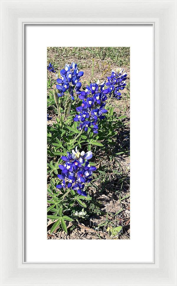 Bluebonnets - Framed Print