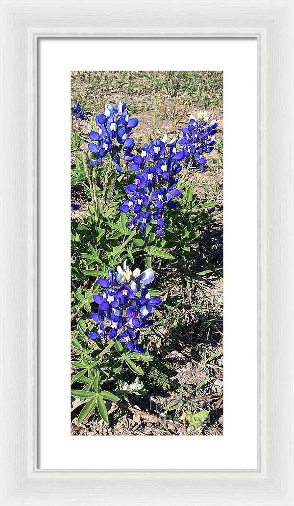 Bluebonnets - Framed Print