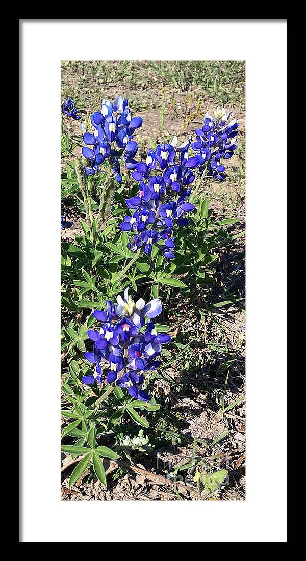 Bluebonnets - Framed Print