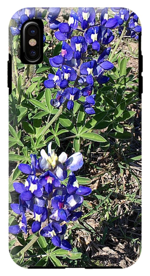 Bluebonnets - Phone Case