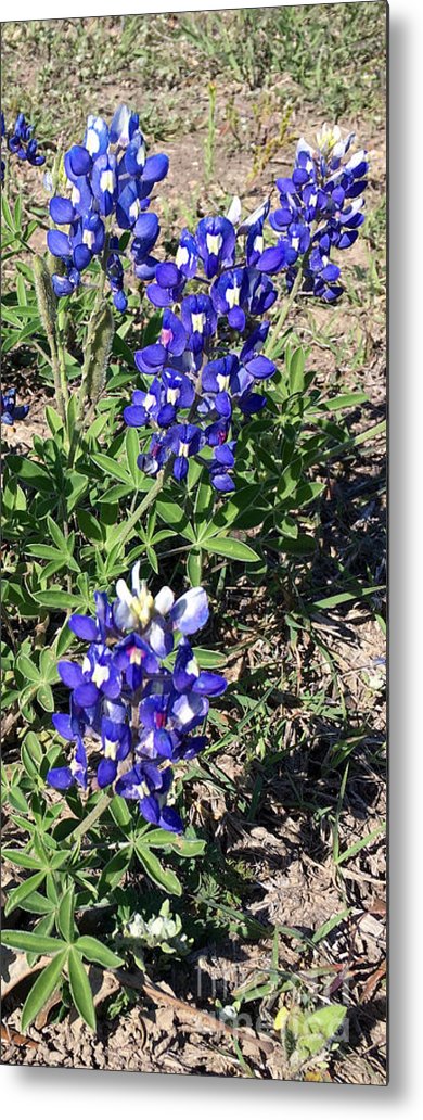 Bluebonnets - Metal Print