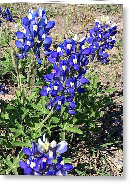 Bluebonnets - Greeting Card