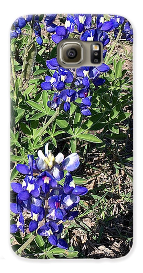 Bluebonnets - Phone Case