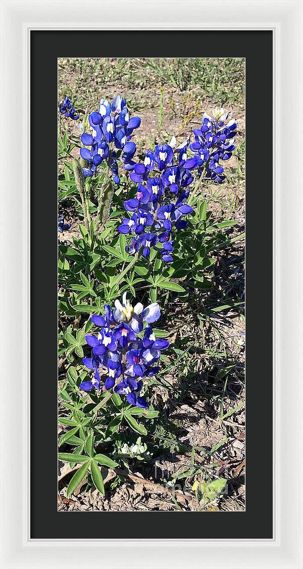 Bluebonnets - Framed Print