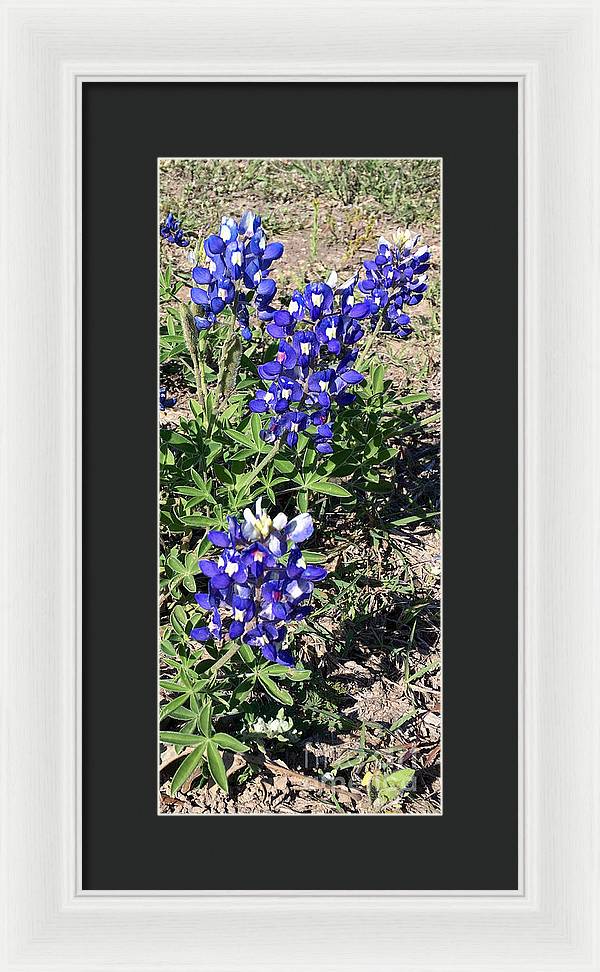 Bluebonnets - Framed Print