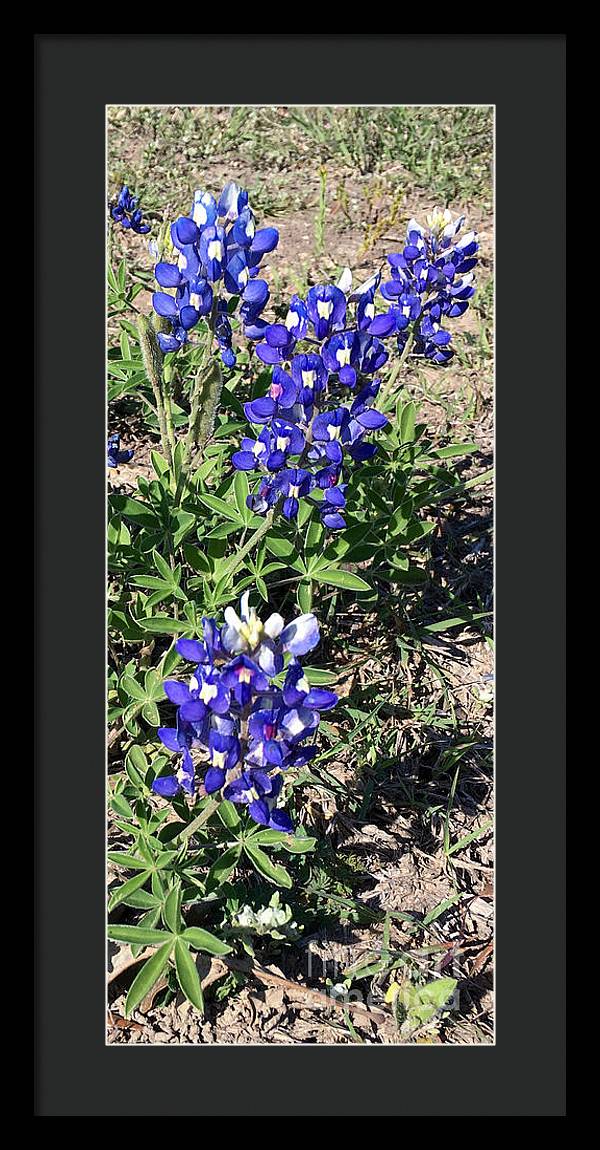 Bluebonnets - Framed Print