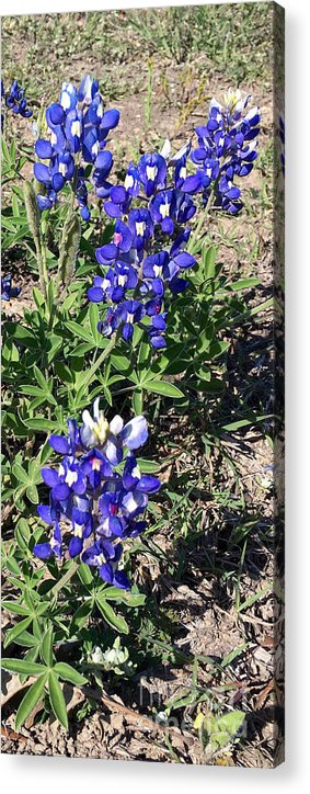 Bluebonnets - Acrylic Print