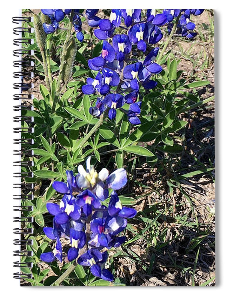 Bluebonnets - Spiral Notebook