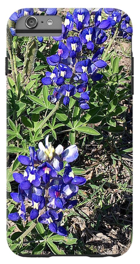 Bluebonnets - Phone Case