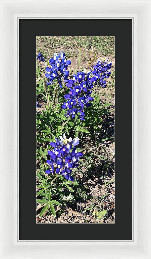 Bluebonnets - Framed Print