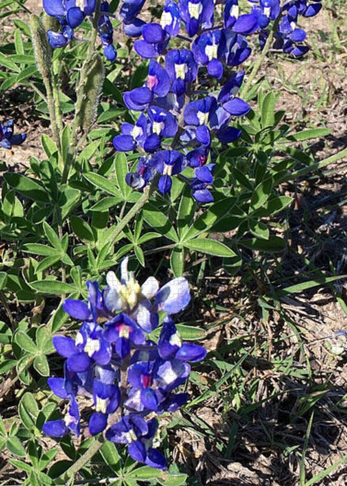 Bluebonnets - Puzzle