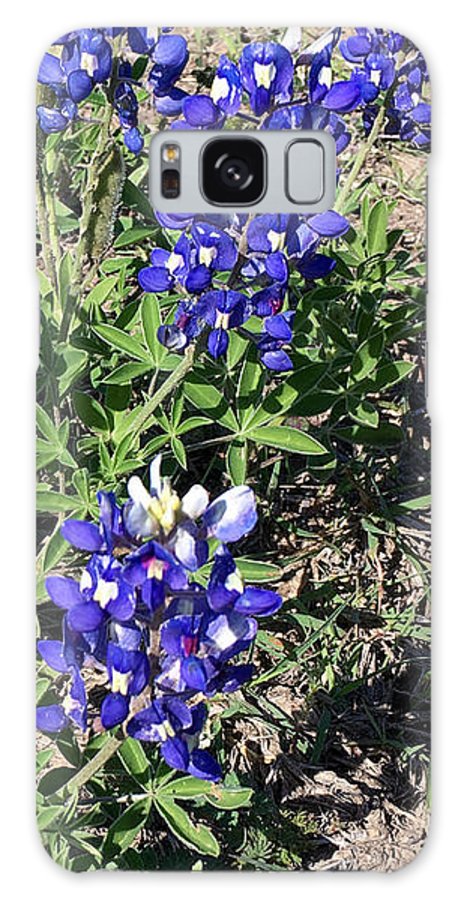 Bluebonnets - Phone Case