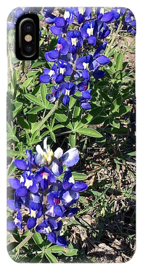 Bluebonnets - Phone Case