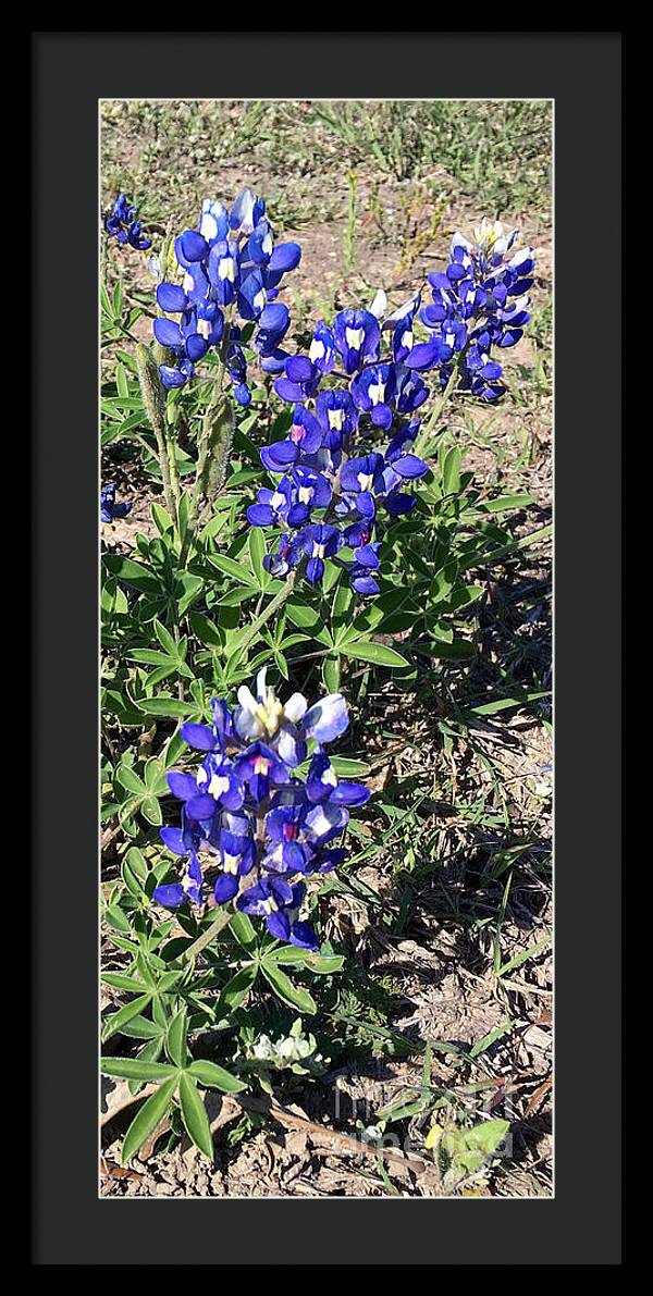 Bluebonnets - Framed Print