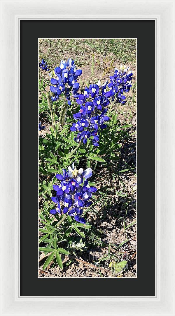 Bluebonnets - Framed Print