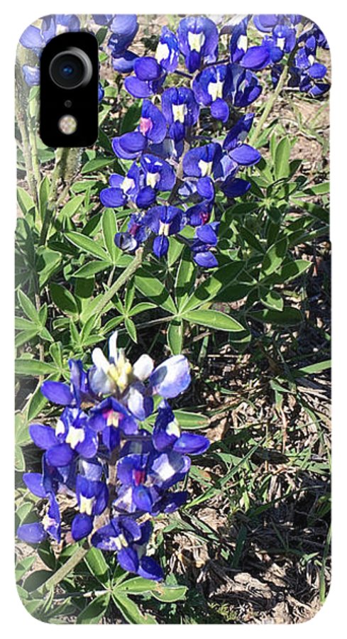 Bluebonnets - Phone Case